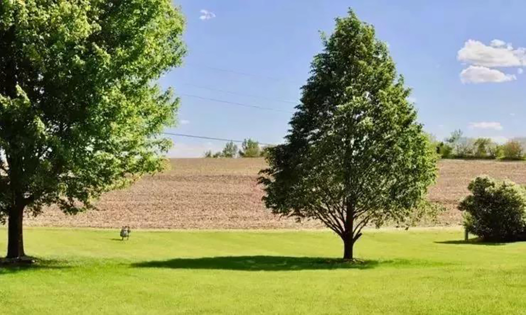 植樹(shù)節(jié)|守護(hù)綠色家園的秘密武器！