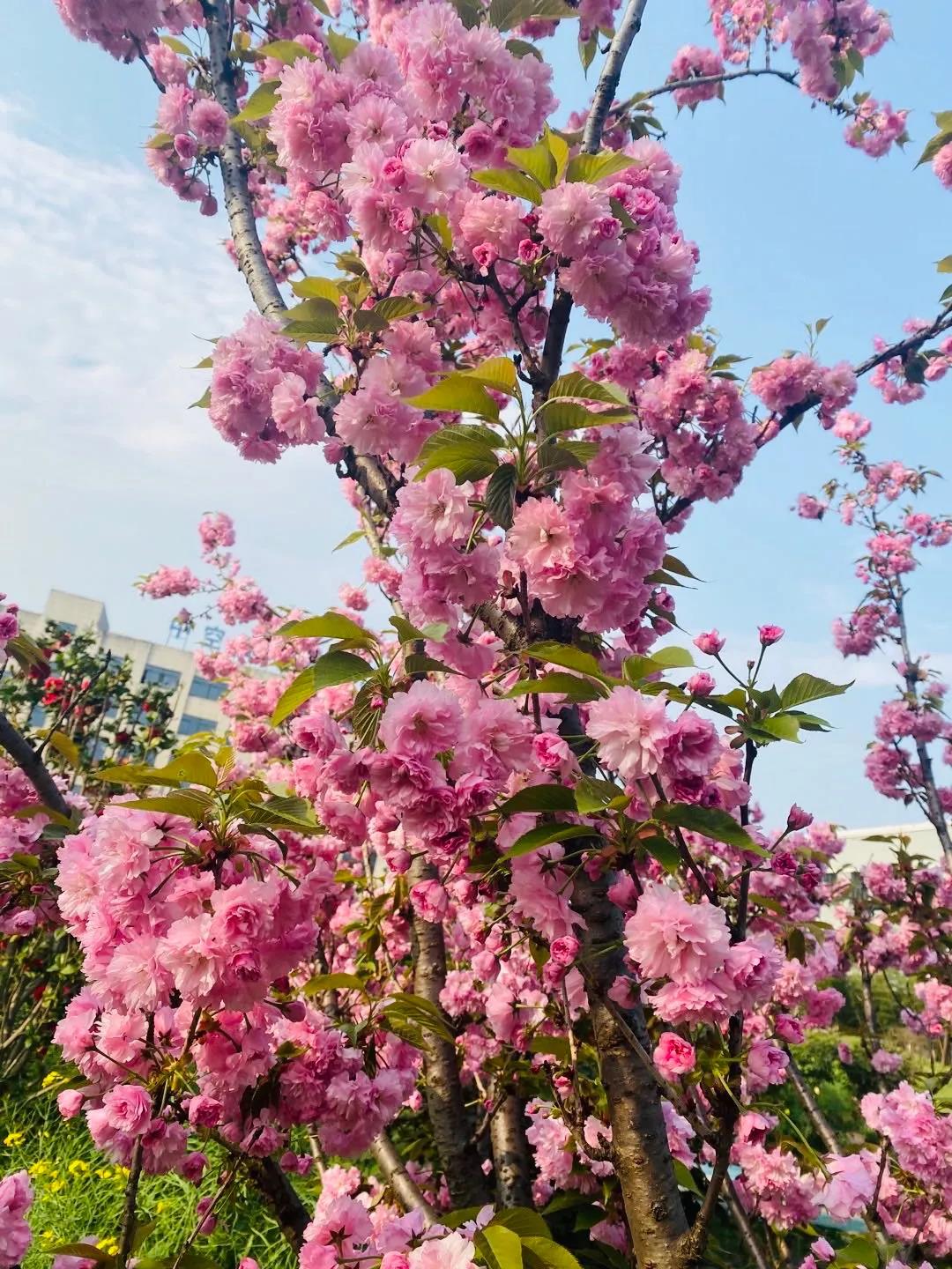 風景這邊獨好！東大環境美景一覽，請查收